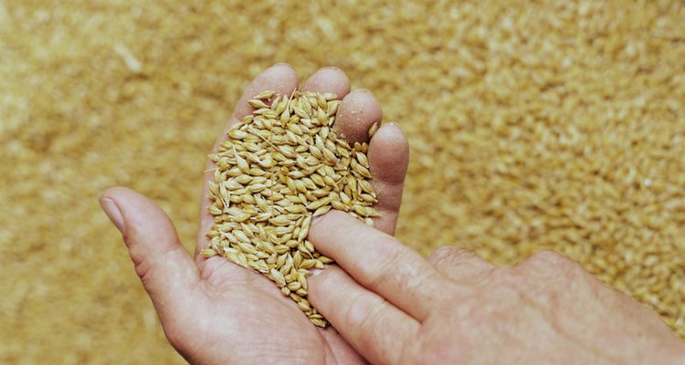 Senior male farmer with grain in hand, close-up