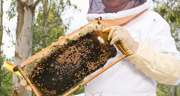Splitting an overcrowded hive is one way to reduce swarming.