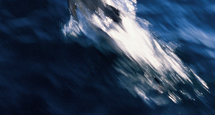 El Mediterráneo es el hogar de varios tipos de delfines.