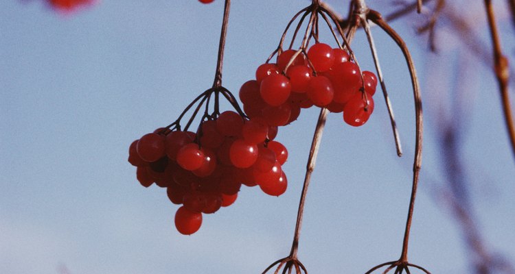 A pollarded tree has a shorter lifespan than a normally grown tree.