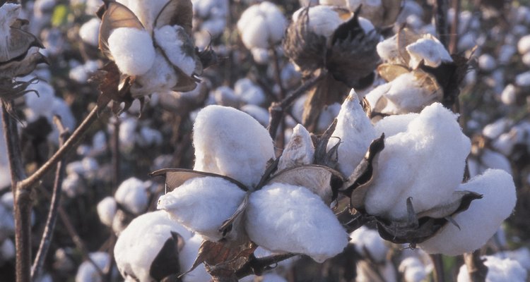 Cada borla de algodón se cosecha con cosechadora y recolectores.