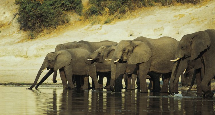 La migración de los elefantes africanos depende tanto de las condiciones creadas por el hombre como de las naturales.