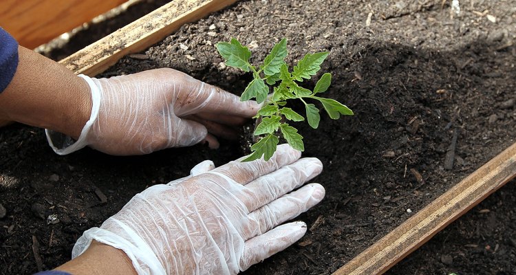 Un jardinero casero puede lograr una reproducción cruzada.