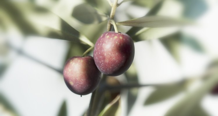Olive trees require pruning for successful harvests.