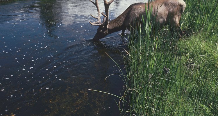 A deer drinking water conveys the stillness and peace of nature.