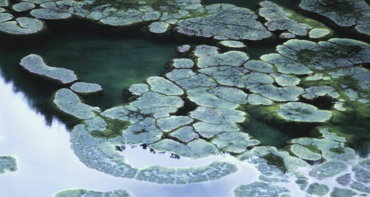 Control string algae in ponds with salt.