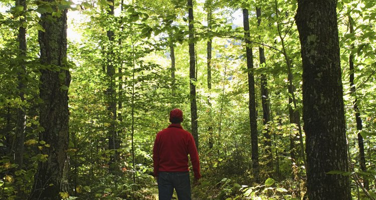 Camina por Ampersand Mountain y experimenta la belleza de la reserva Adirondack Forest Preserve de New York.