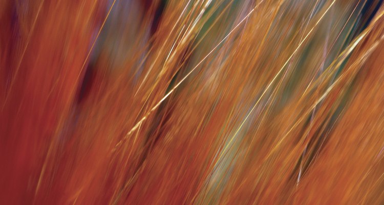 Extreme close-up of wheat growing in field