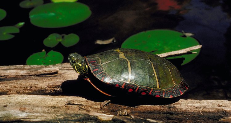 Verificar a pulsação de uma tartaruga pode ser desafiador