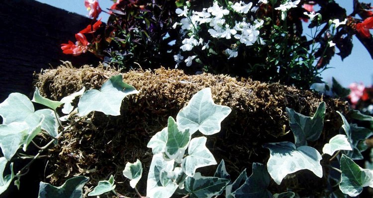 El musgo de turba es utilizado para hacer recipientes de plantas orgánicas.