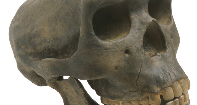 O subcampo da antropologia física inclui o estudo de fósseis de hominídeos