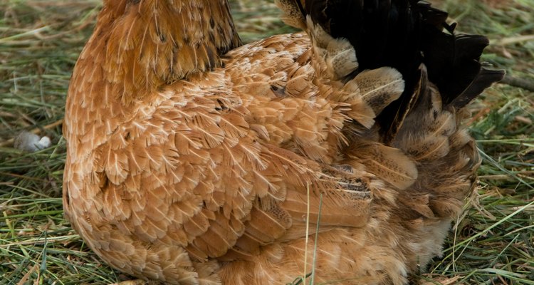 Uma galinha choca pode ficar sem comer até morrer enquanto estiver chocando os ovos