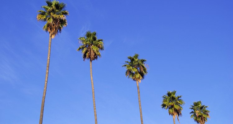 Las altas palmeras de abanico mexicanas adornan muchos bulevares del sur de California y los paisajes de los parques temáticos de la Florida Central.