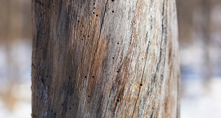 A dead tree may be missing bark.