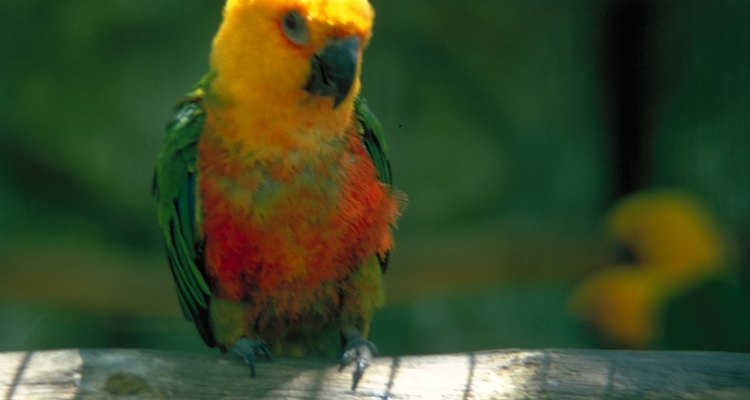 Male and female sun conures are nearly identical in appearance.