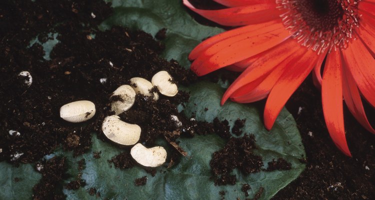 Las principales tendencias en la evolución de las flores incluyen la reducción y fusión de las piezas florales.