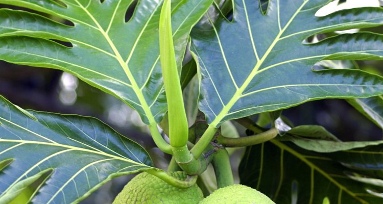 Bread fruit