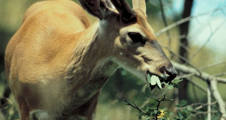 A los ciervos les gusta comer arbustos y plantas leñosas.