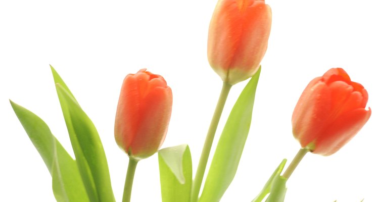 Los tulipanes crecen en forma silvestre en Asia Central.