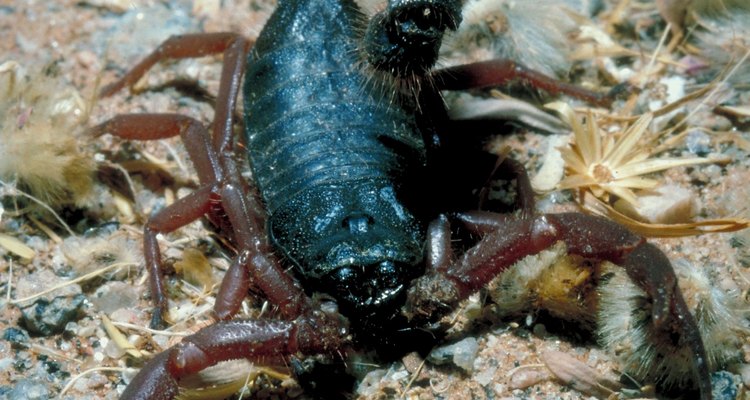 Os escorpiões vivem tipicamente em áreas secas