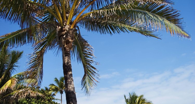 Las palmeras de cocos crecen relativamente rápido en condiciones soleadas y secas.