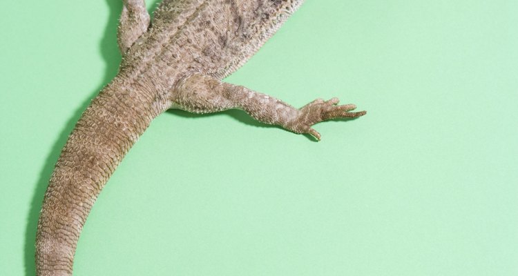 Many bearded dragons, naturally desert animals, love the water.
