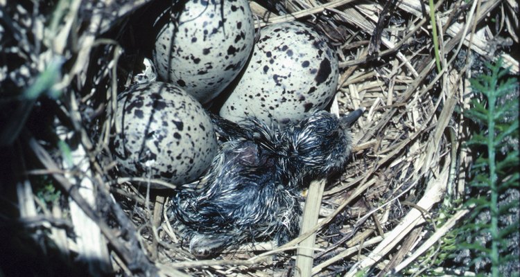 Um ninho tradicional de pato não é necessário para criar os filhotes