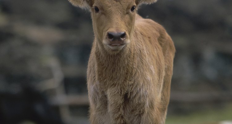 Calf standing