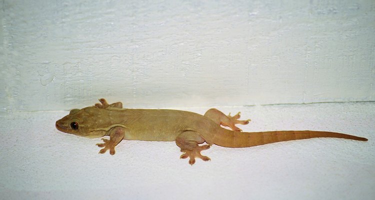 Lizards sometimes come inside in warm places.