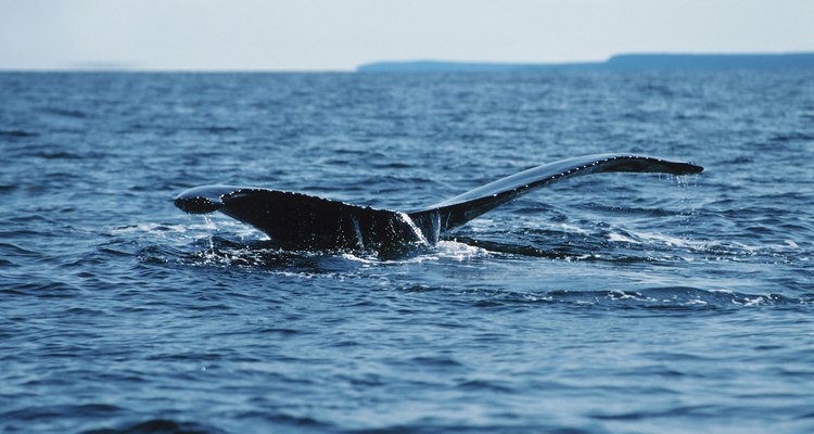 Durante unos pocos meses del año puedes ver las ballenas desde la orilla.