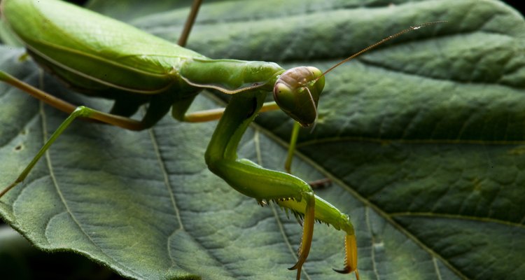 No hay muchos insectos que se alimenten de los tallos o troncos de los árboles.