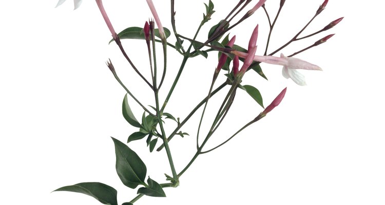 Trachelospermum jasminoides, (jazmin estrella o jazmin de leche) es una especie botánica de plantas trepadoras perteneciente al genero Trachelospermum.