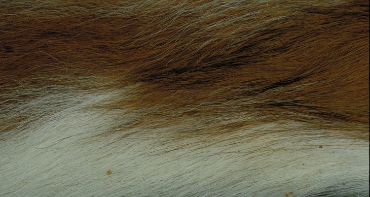 Muchos animales de la tundra se han adaptado a las duras condiciones aumentando sus gruesos abrigos de piel, a menudo en dos capas.