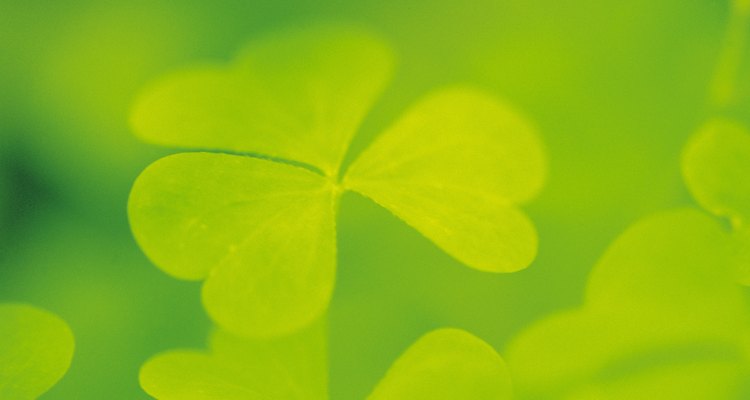 The shamrock is a Christian symbol for the Holy Trinity.