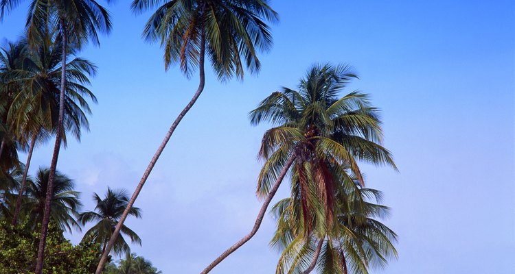 El limbo tiene su origen en las islas del Caribe.