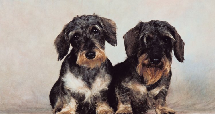 Los dachshund pelo de alambre son una variedad rara de los dachshunds.