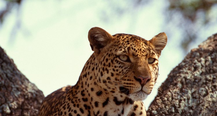 Os leopardos são furtivos, ágeis e profissionais em escalar árvores