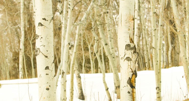 Twigs from a birch tree are very strong.