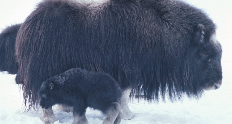 El buey almizclero se adaptó a la tundra fría con el crecimiento de una doble capa de pelo.