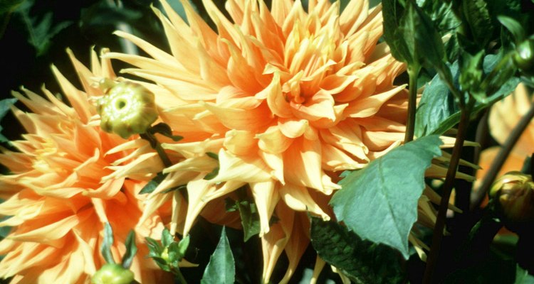 Existen más de 35 especies de dalias. Algunos tipos de flores son simples, orquídeas, cáctus, peonias y pompones.