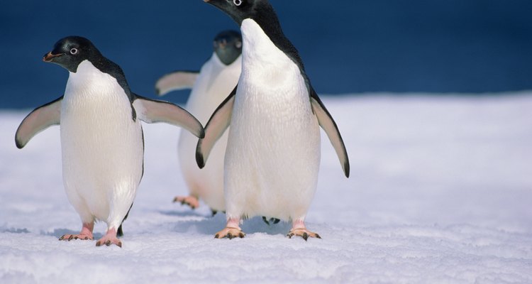 Most penguins live in arctic weather conditions near a body of water.