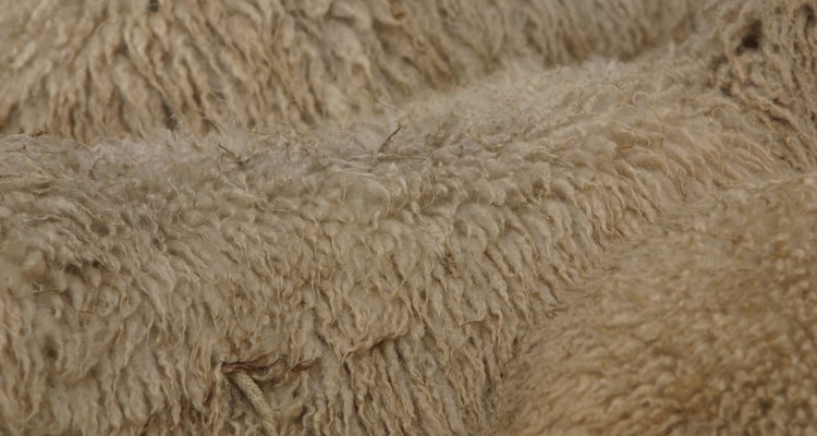 Sheep wool