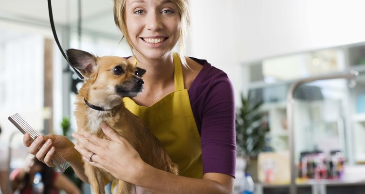 Lleva regularmente a tu pug con un estilista para perros.