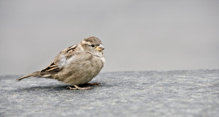 Remove bird droppings from fabric carefully so they don't spread.