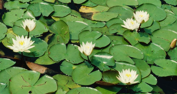 La mayoría de las plantas acuáticas, incluyendo la lechuga de agua y los nenúfares, son sensibles al frío.