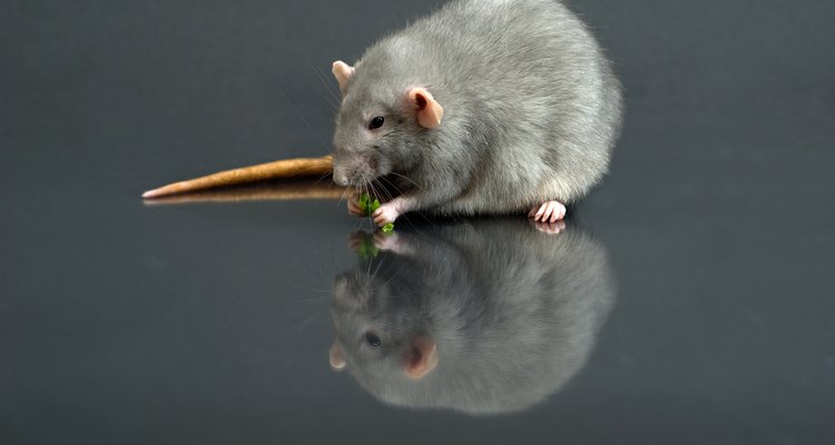 Extermine ratos com ratoeiras adesivas