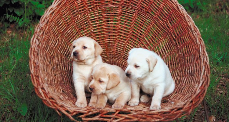 Los cachorros de perdiguero labrador necesitan mucho calcio durante su crecimiento.