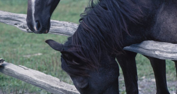 Remédios caseiros podem ajudar a restaurar a saúde de seu cavalo