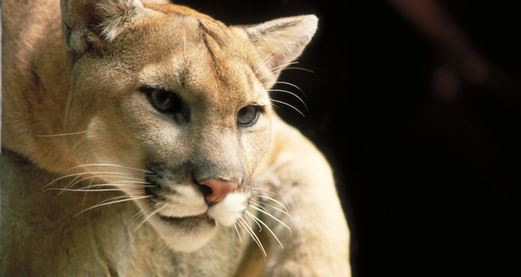 how does a puma look like