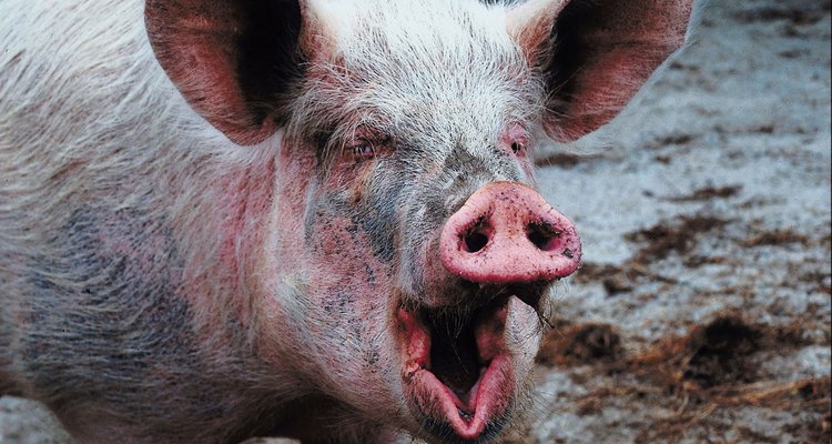 Las patas de cerdo no son para todo el mundo.